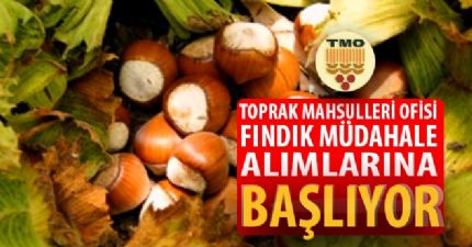 TMO Fındık Müdahale Alımlarına Başlıyor...